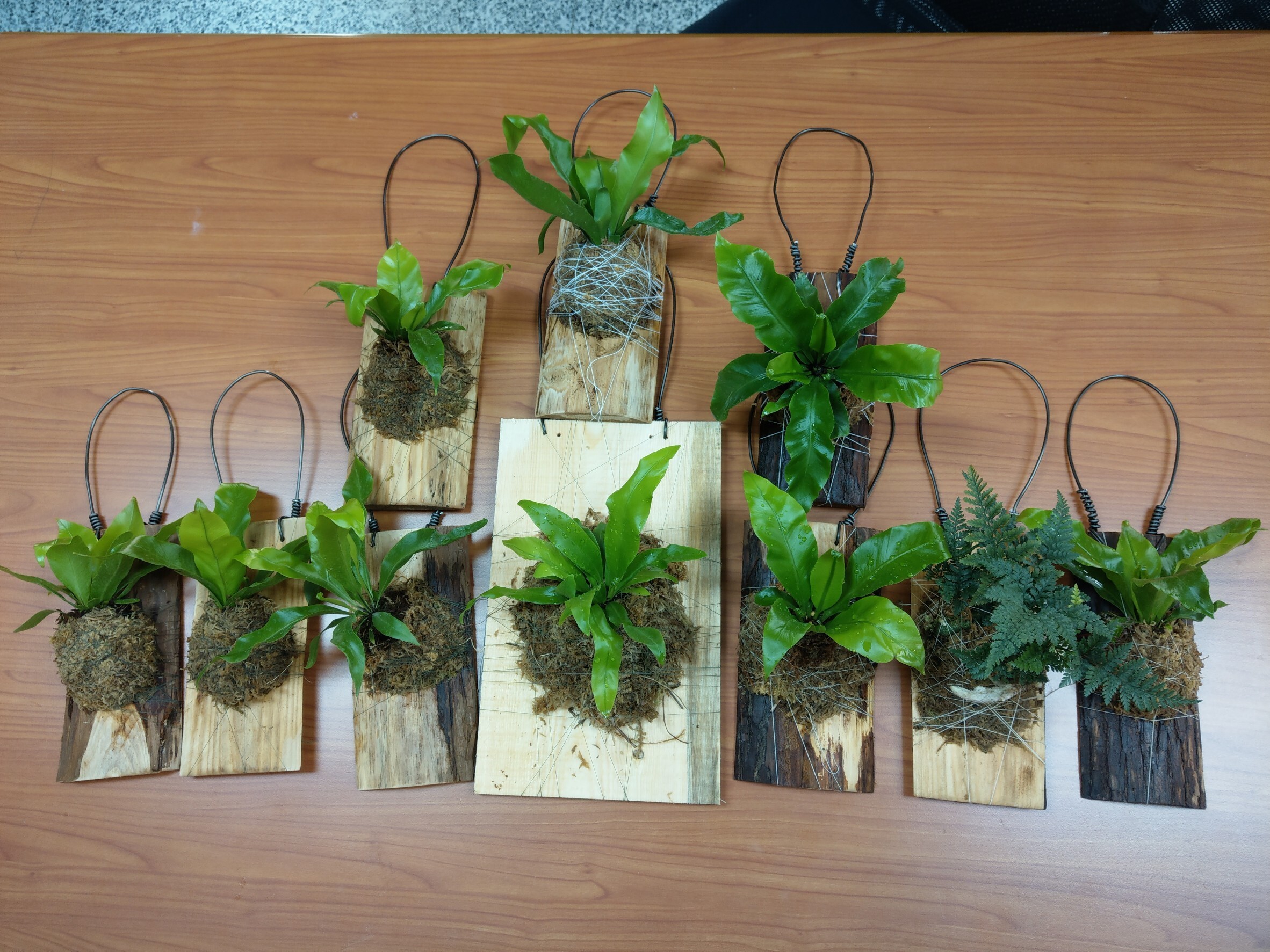 休閒園藝社開發的產品之一-蕨類植物上板