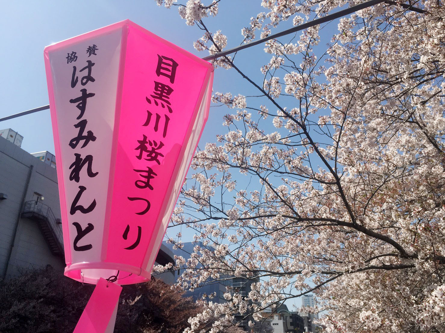 日本櫻花